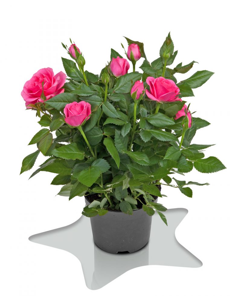 Satter Roses Bling Love Star