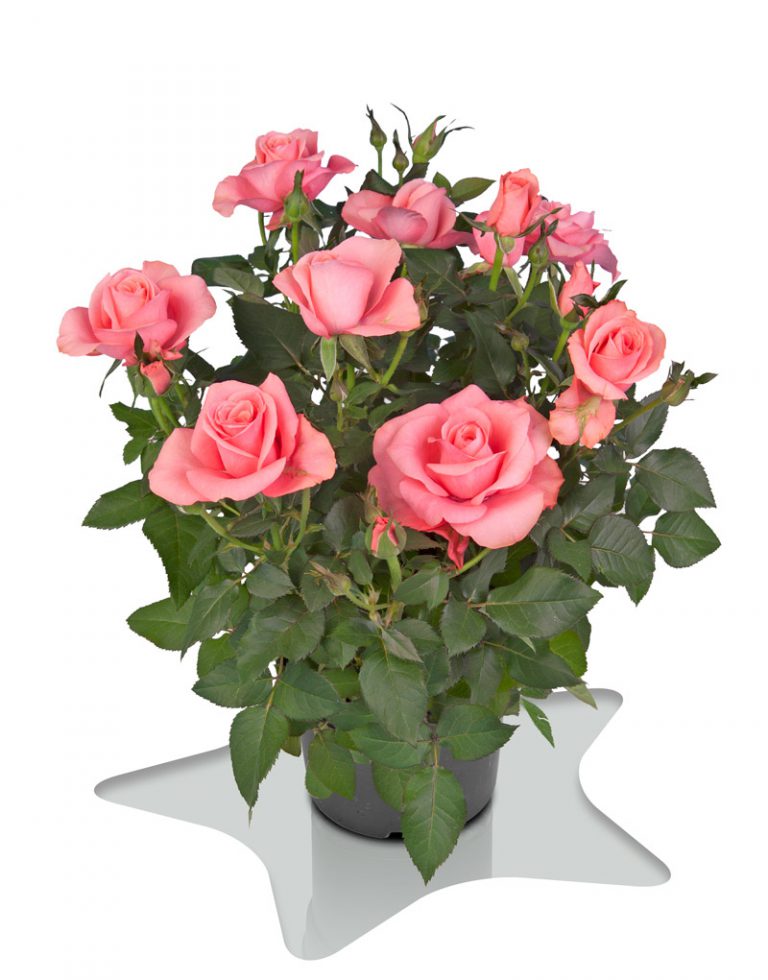 Satter Roses Bling Amor Star