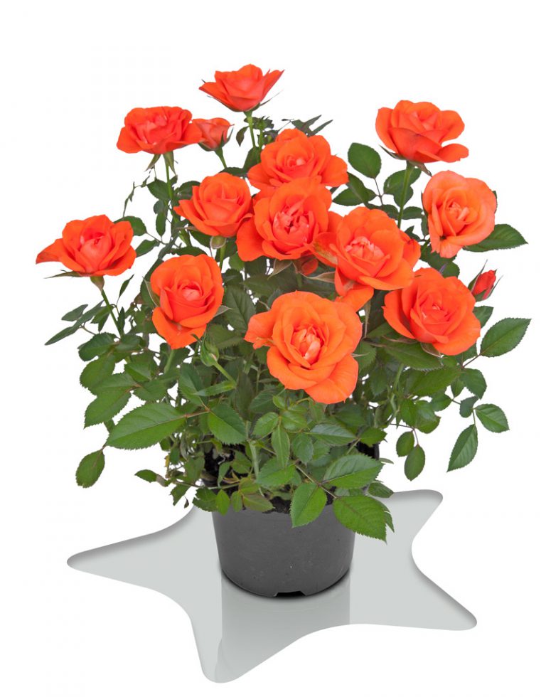 Satter Roses Orange Star